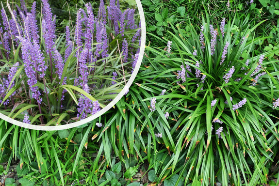 Liliengras - Liriope muscari 'Big Blue'