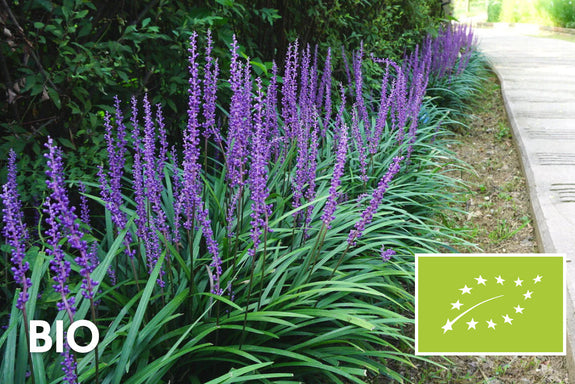 Bio-Liliengras - Liriope muscari 'Ingwersen'