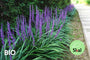 Bio-Liliengras - Liriope muscari 'Ingwersen'