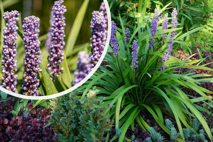 Liliengras - Liriope muscari 'Moneymaker'