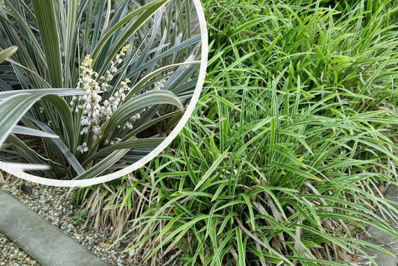 Weißes Liliengras - Liriope muscari 'Monroe white'