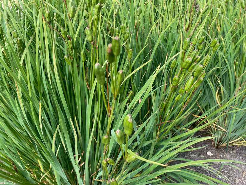 Iris - Iris prismatica