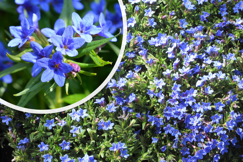 Steinsamen - Lithodora diffusa 'Heavenly Blue'