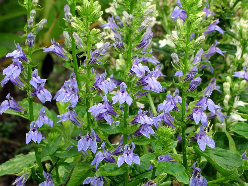 Virginische Lobelie - Lobelia siphilitica