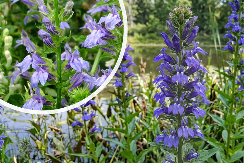 Virginische Lobelie - Lobelia siphilitica
