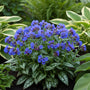 Lungenkraut - Pulmonaria ang. 'Azurea'