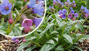 Lungenkraut   Pulmonaria saccharata 'Mrs Moon'