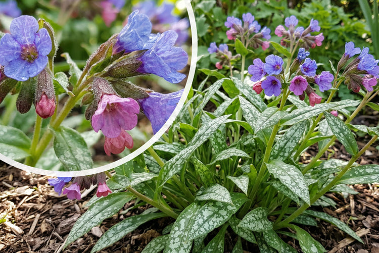 Lungenkraut - Pulmonaria saccharata 'Mrs Moon'