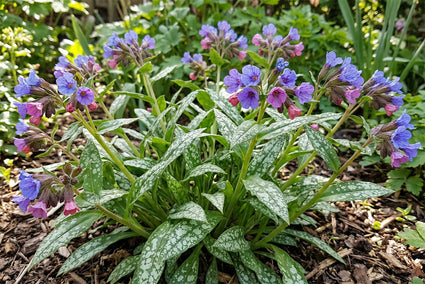 Lungenkraut - Pulmonaria saccharata 'Mrs Moon'