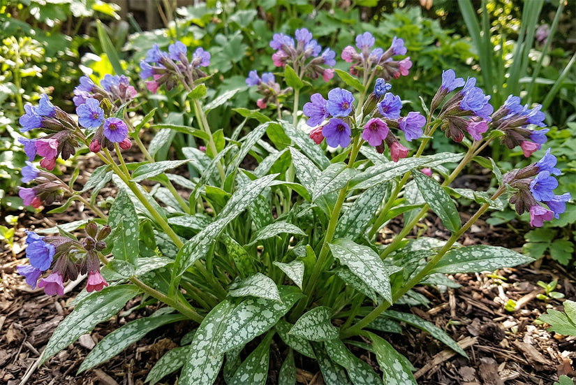 Lungenkraut - Pulmonaria saccharata 'Mrs Moon'