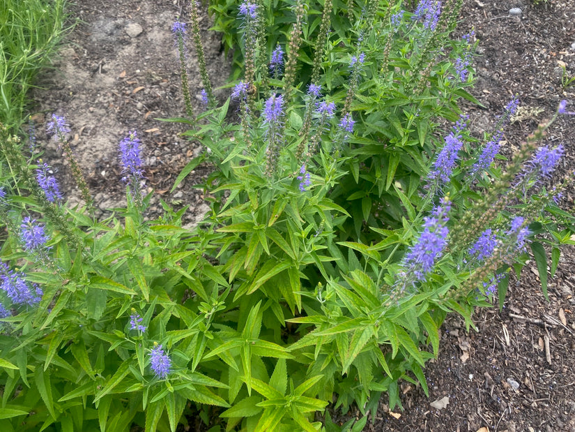 Lungenkraut - Pulmonaria longifolia