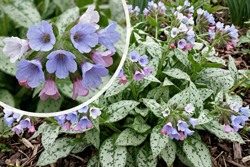 Lungenkraut - Pulmonaria saccharata 'Mrs Moon'