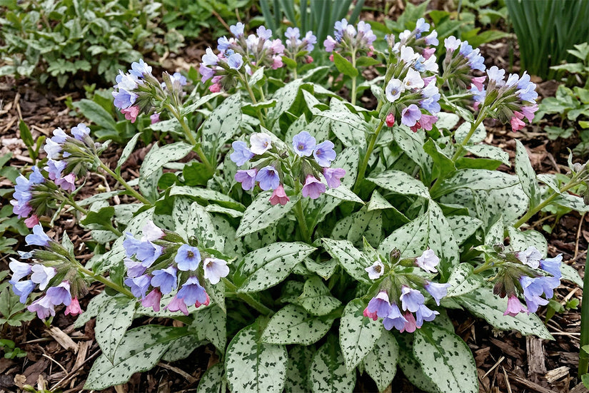 Lungenkraut - Pulmonaria saccharata 'Mrs Moon'