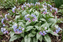 Lungenkraut - Pulmonaria saccharata 'Mrs Moon'
