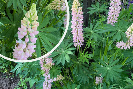 Lupine - Lupinus Russell Hybriden