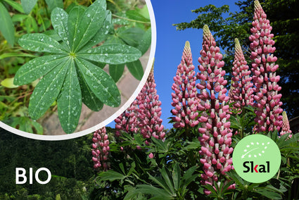 Bio-Lupine - Lupinus 'The Chatelaine'