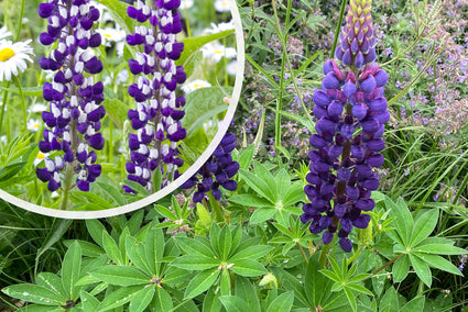 Lupine (Blau/Weiß) – Lupinus „The Governor“