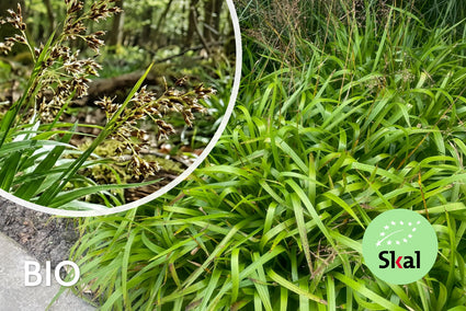Großer Feldrausch - Luzula sylvatica