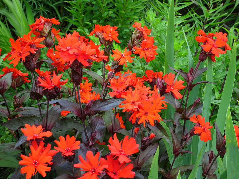 Borderpaket Fieke - Mehrfarbiges Borderpaket - Sonne