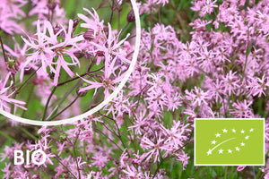 Bio Echte Wiesenschaumkraut - Lychnis flos-cuculi