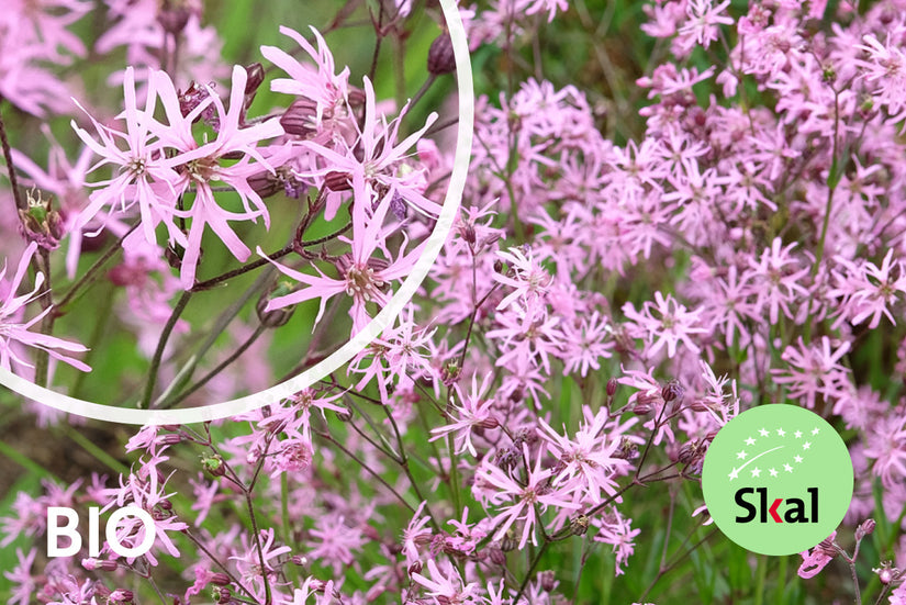 Bio Echte Wiesenschaumkraut - Lychnis flos-cuculi