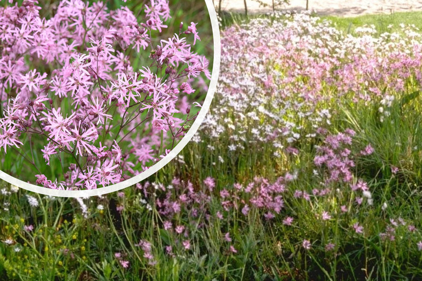 Gewöhnlicher Wiesenschaumkraut - Lychnis flos-cuculi