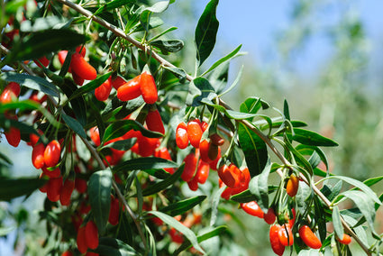 Bio-Goji-Beere – Lycium barbarum „Little Goji“ BIO