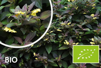 Organischer Wederich - Lysimachia ciliata 'Firecracker'