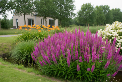 Blutweiderich - Lythrum salicaria 'Robin'