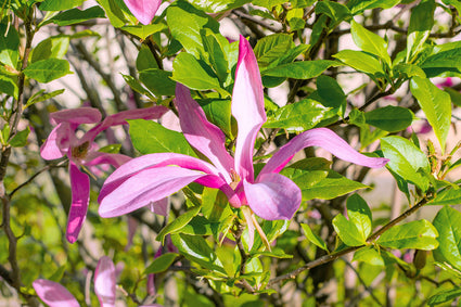 Bio-Biberbaum (mehrstämmig) - Magnolia 'Susan' Strauchform