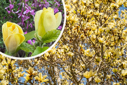 Gelber Biberbaum - Magnolia 'Yellow Bird'