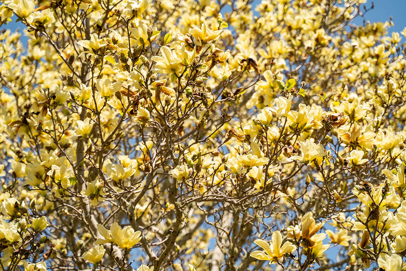 Gelber Biberbaum - Magnolia 'Yellow Bird'