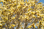 Gelber Biberbaum - Magnolia 'Yellow Bird'