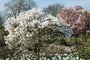 Sternmagnolie - Magnolia stellata