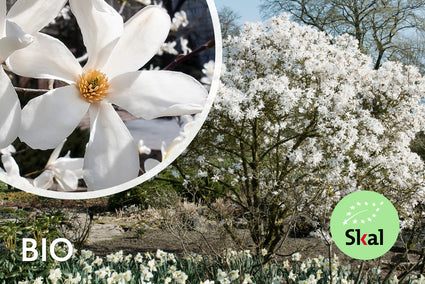 Sternmagnolie - Magnolia stellata