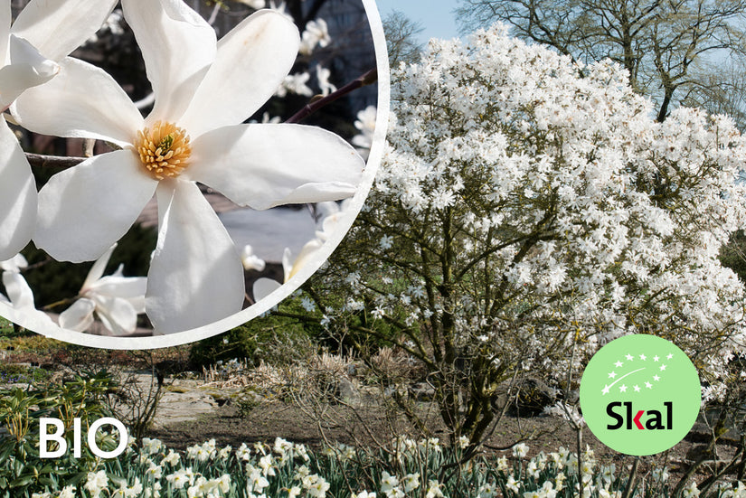 Sternmagnolie - Magnolia stellata