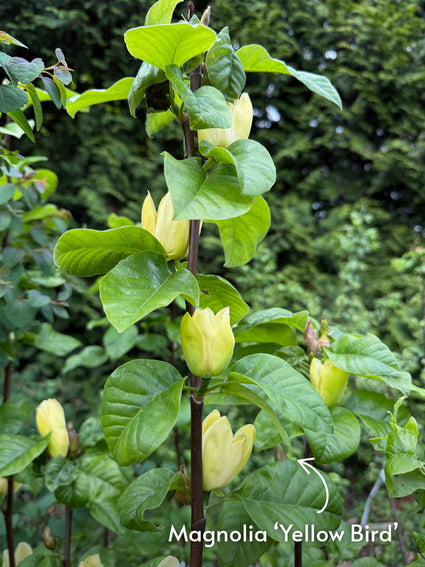 Gelber Biberbaum - Magnolia 'Yellow Bird'