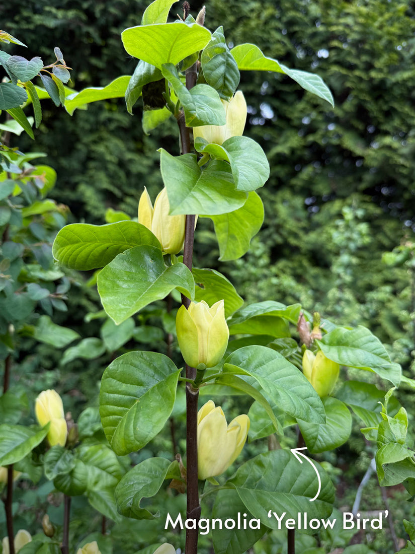 Gelber Biberbaum - Magnolia 'Yellow Bird'