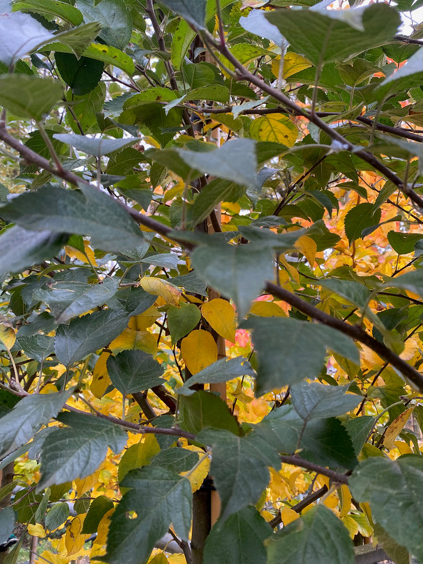 Zierapfel am Stiel - Malus 'Evereste'