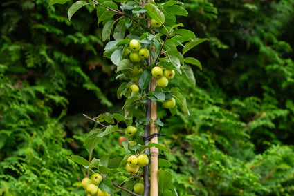 Säulenförmiger Zierapfel - Malus 'Red Sentinel'