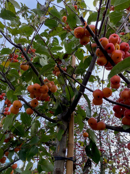 Zierapfelbaum am Stamm - Malus 'Red Sentinel'