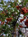 Zierapfelbaum am Stamm - Malus 'Red Sentinel'