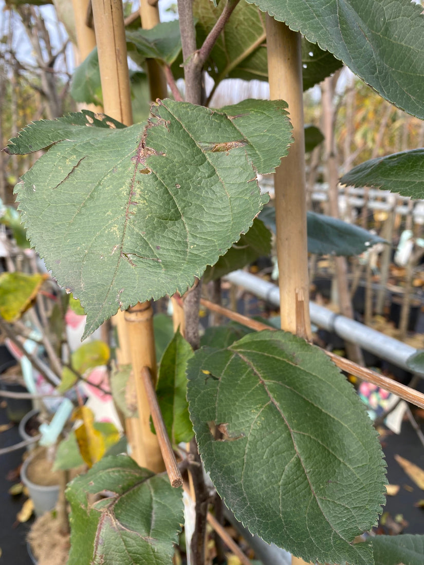 Niedrigstämmiger Apfelbaum - Malus Domestica 'Rode Boskoop'