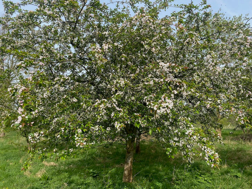 Wildapfel - Malus sylvestris