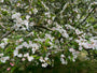 Wildapfel - Malus sylvestris