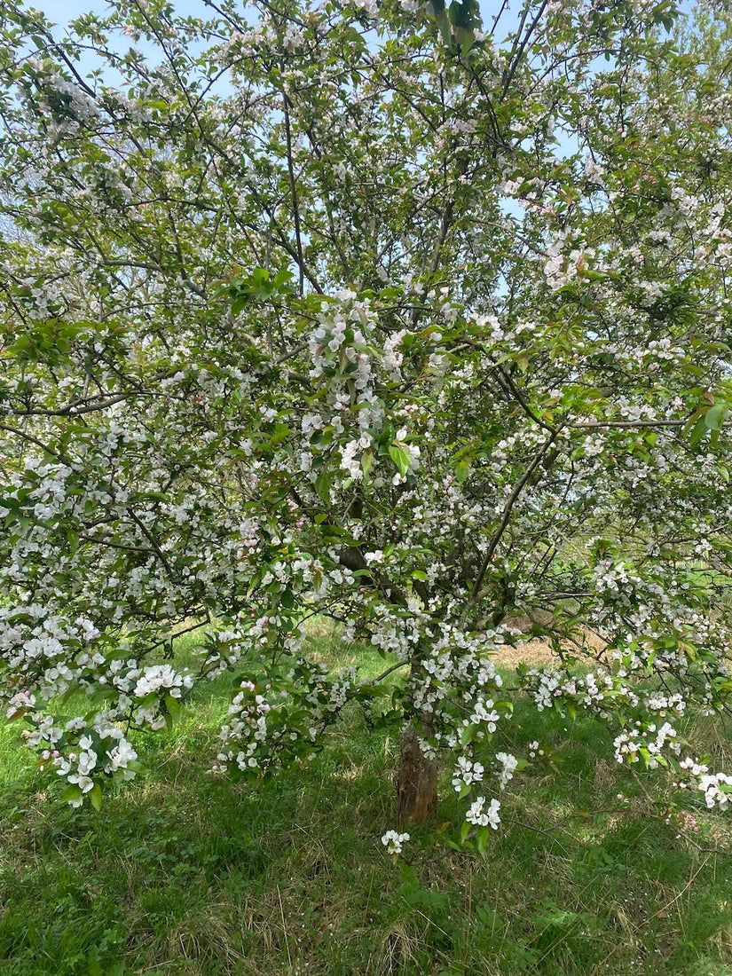 Wildapfel - Malus sylvestris