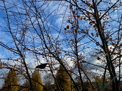 Zierapfel - Hochstammbaum Malus toringo 'Brouwers Beauty'