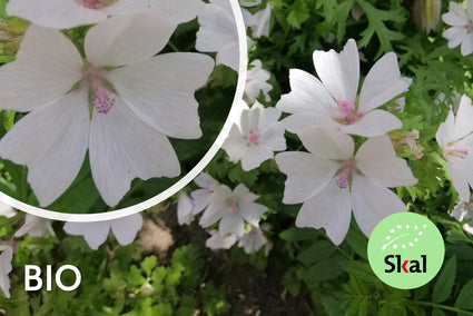 Moschusmalve - Malva moschata 'Alba'