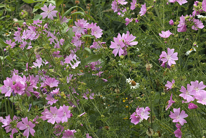 Moschusmalve - Malva moschata 'Rosea'