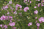 Moschusmalve - Malva moschata 'Rosea'